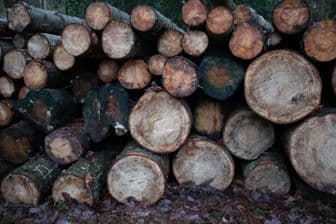 🌳PERFECTIONISME IS ALS EEN BOOMSTAM🌳 - Perfectionisme Coaching 🌳PERFECTIONISME IS ALS EEN BOOMSTAM🌳 - Perfectionisme Coaching